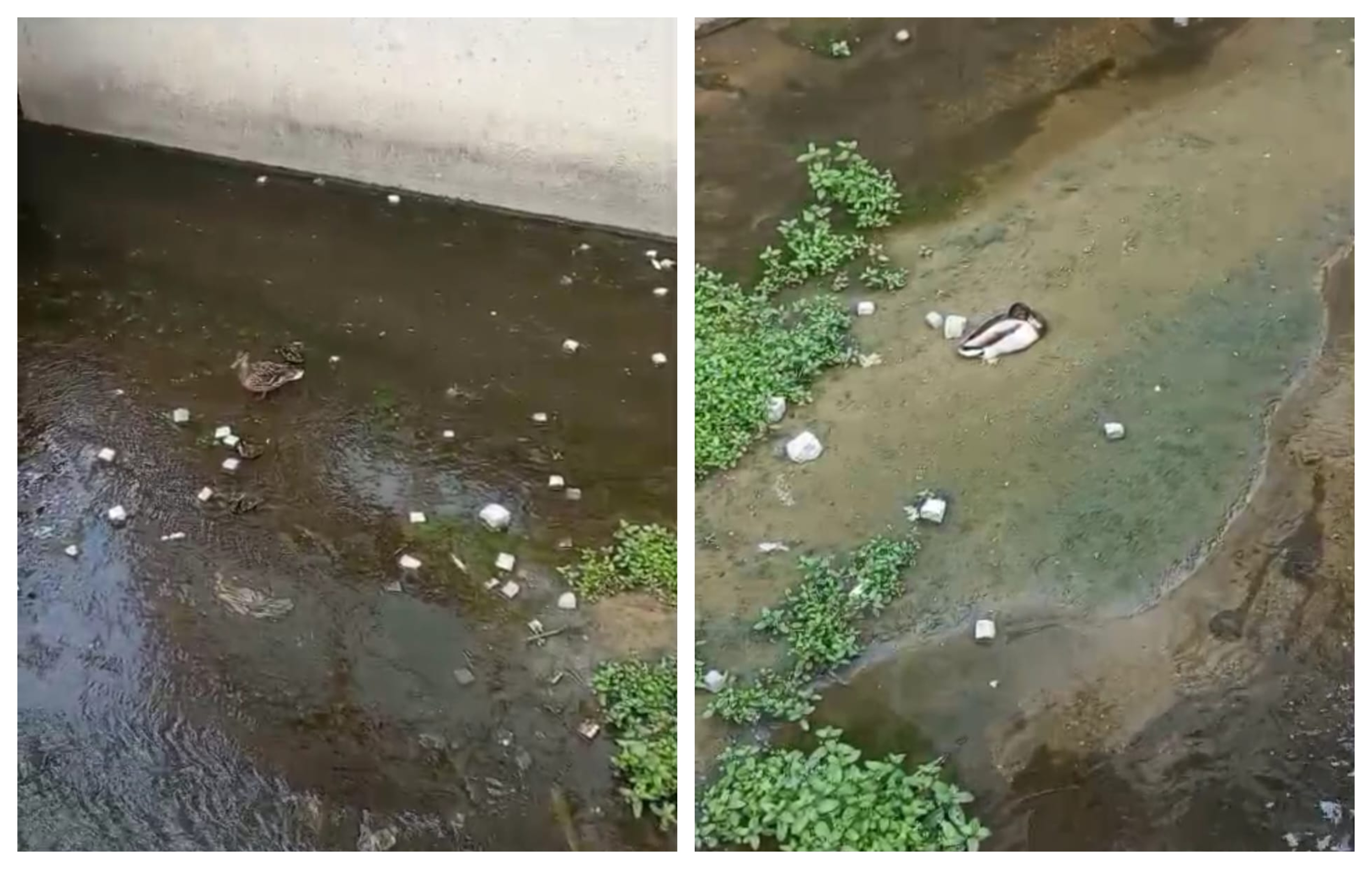 Canalul Morii din Cluj-Napoca, transformat într-o groapă plină de mizerie? „Mama rățușcă își hrănește puiuții cu dale, gunoaie și mizerii!” VIDEO