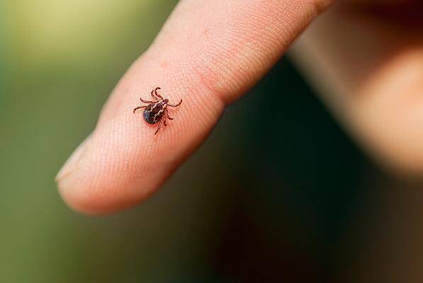 Căpușe peste tot în Cluj-Napoca! Locuitorii din zona Calea Moților cer ajutor de urgență: „Risc real pentru copii, bătrâni și animale de companie"