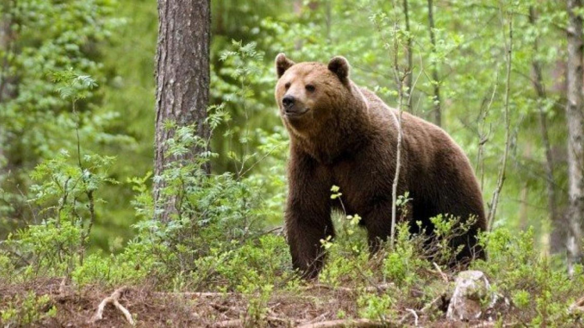 Caz șocant în Ardeal! Un cioban a omorât un urs cu toporul după ce animalul i-a atacat oile: Poliția a deschis dosar penal pentru braconaj