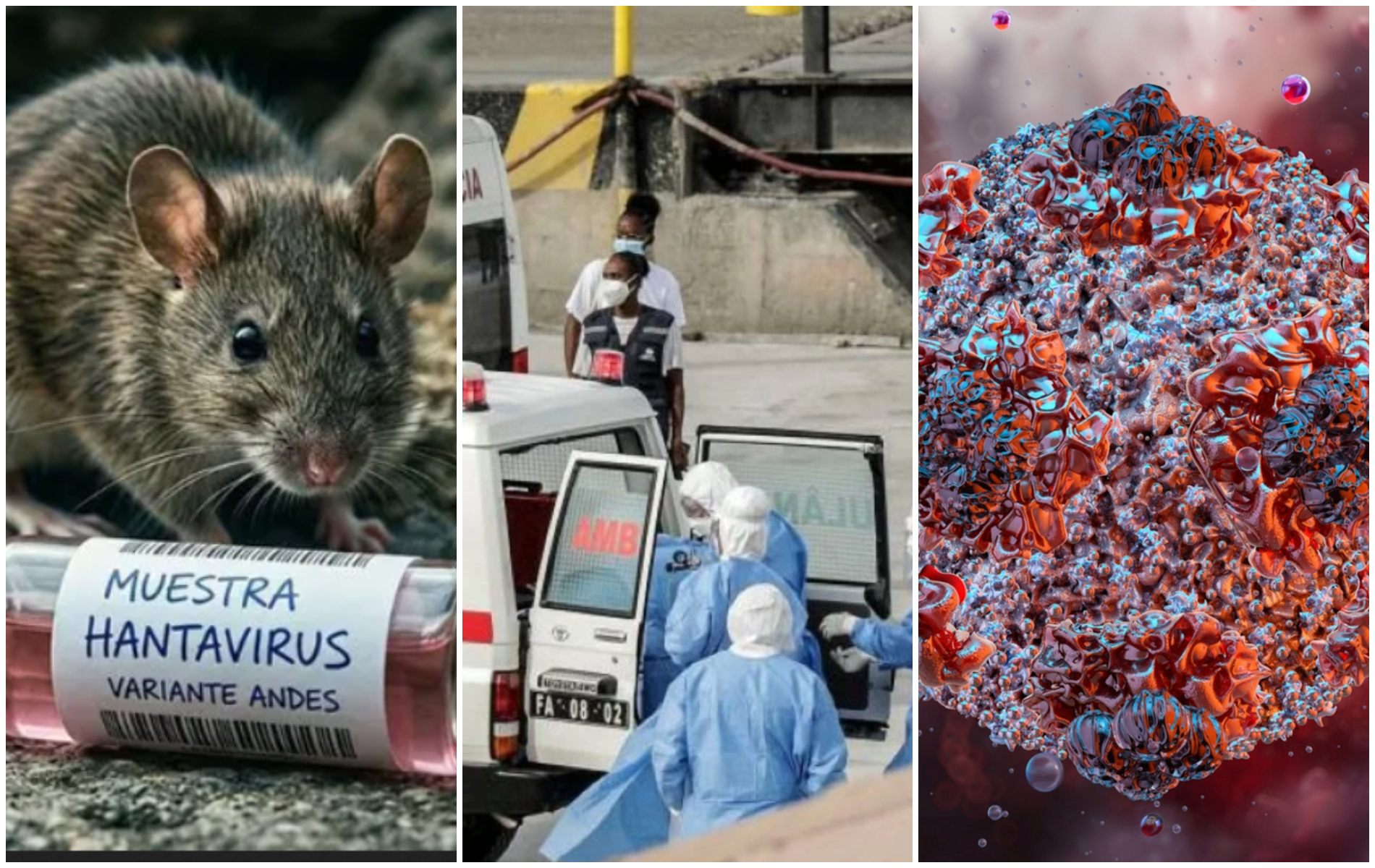 Ce știm până acum despre focarul de hantavirus. Organizația Mondială a Sănătății se teme că se poate transmite de la om la om, ca și coronavirusul