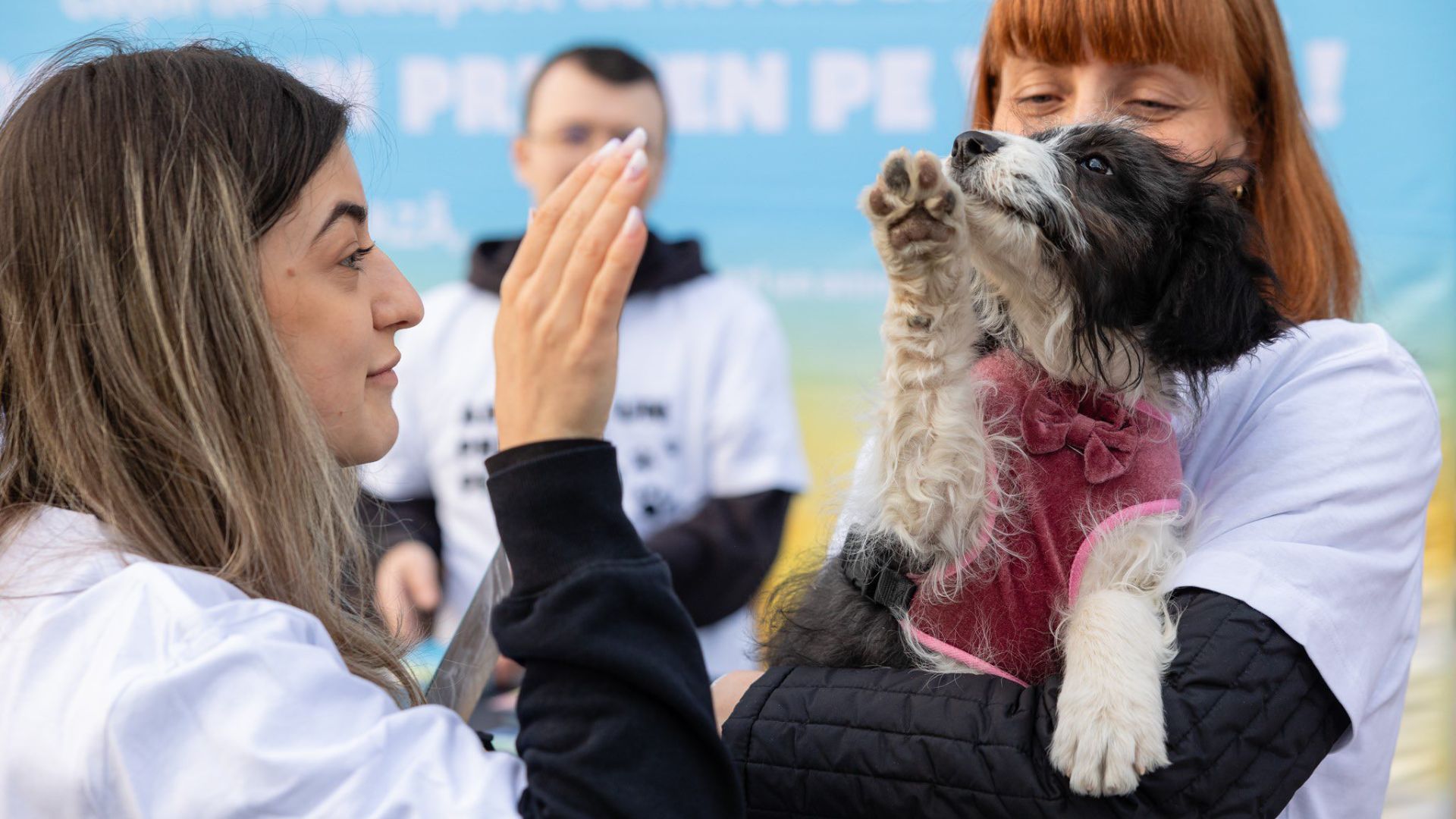 Clujul dă o lecție de omenie: Cățeii fără stăpân sunt aduși pe teren la marile competiții sportive pentru a-și găsi o familie iubitoare