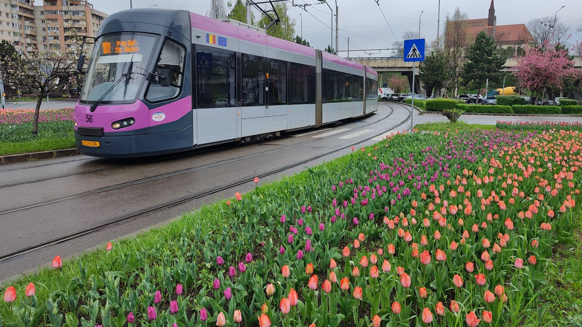 Clujul intră în febra fotbalului! CTP prelungește programul autobuzelor, troleibuzelor și tramvaielor pentru cele două derby-uri uriașe ale săptămânii
