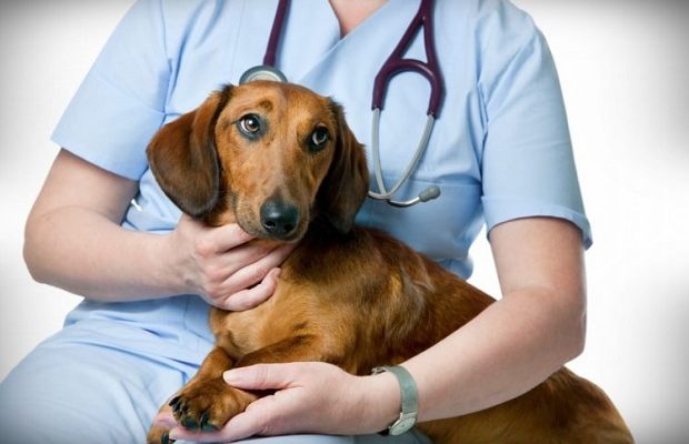 Consiliul Județean Cluj suplimentează cu 300.000 de lei fondul pentru sterilizarea gratuită a câinilor: Câți bani sunt acum disponibili