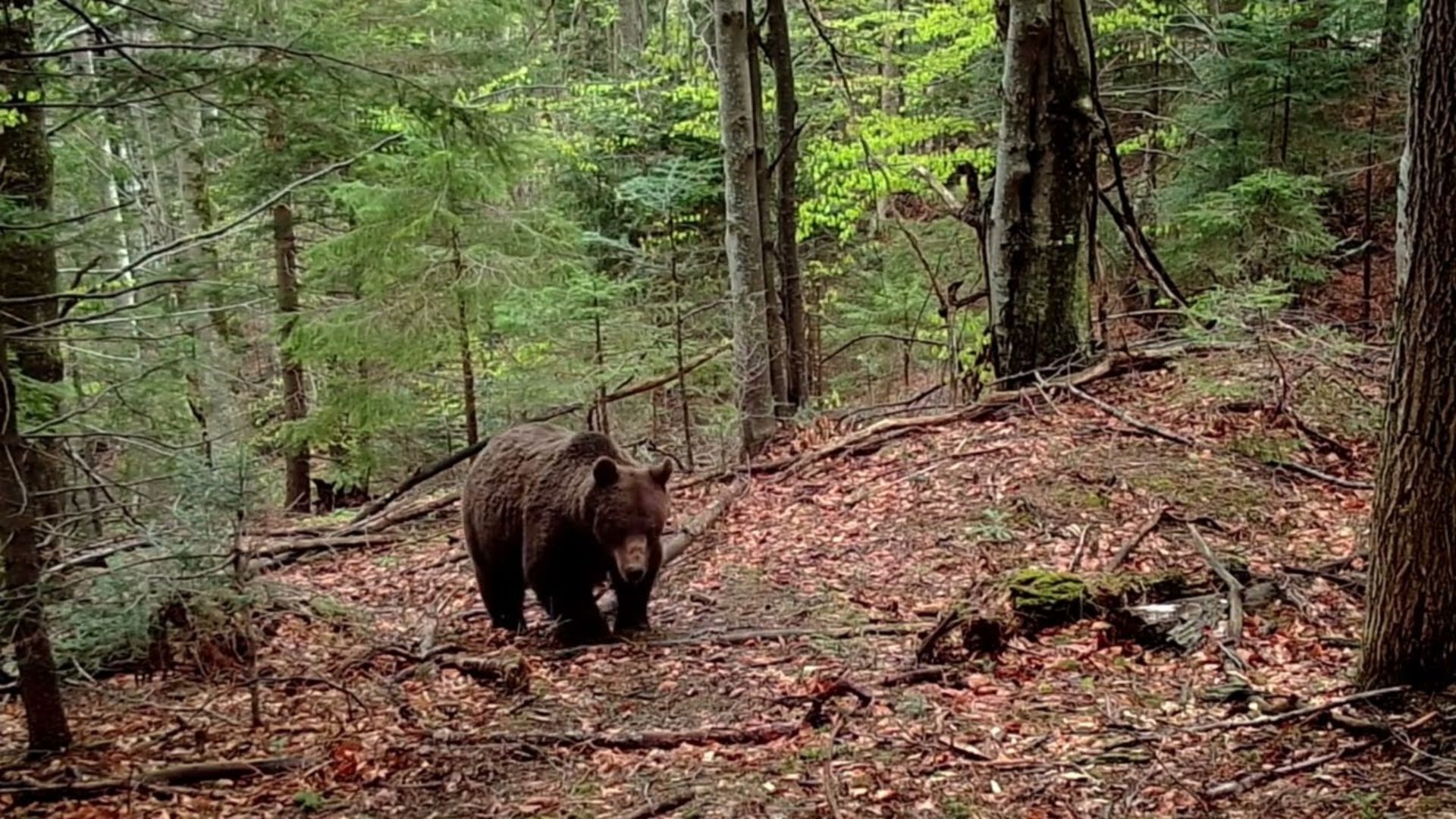 Descoperire macabră în pădure: Un bărbat dispărut de zile întregi a fost găsit mort în pădure, cu suspiciuni de atac de urs. Animalul este încă liber