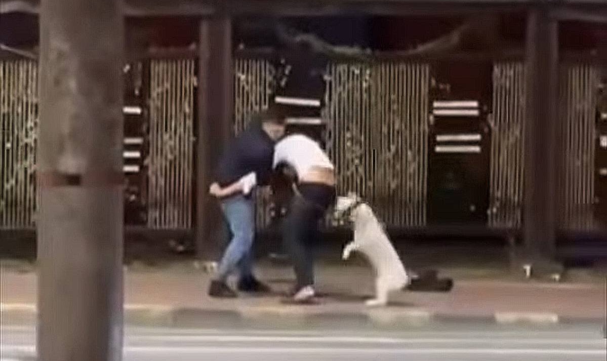 Doi câini au început bătaia și stăpânii au terminat-o! Un clujean a lovit două persoane cu capul și pumnul după o încăierare între animalele acestora