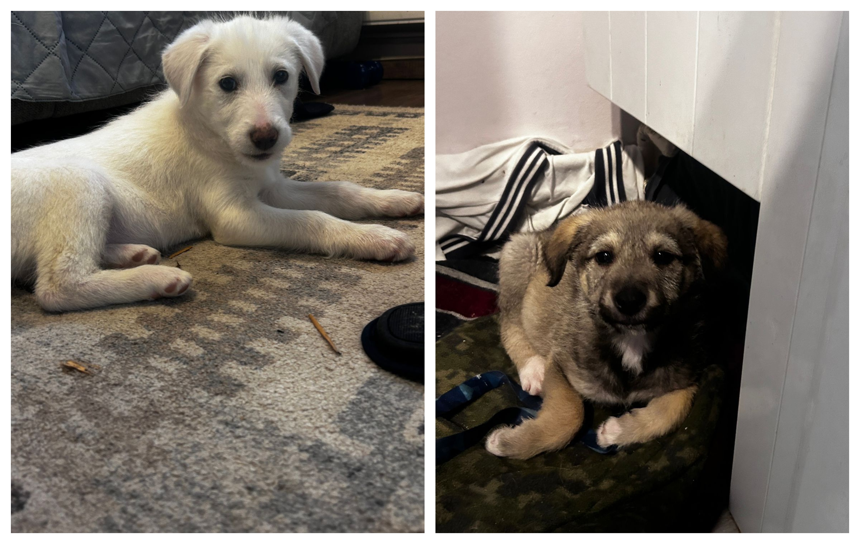 Două suflete abandonate la marginea drumului își caută salvatorii! Lili și Kiki vor o familie în Cluj FOTO