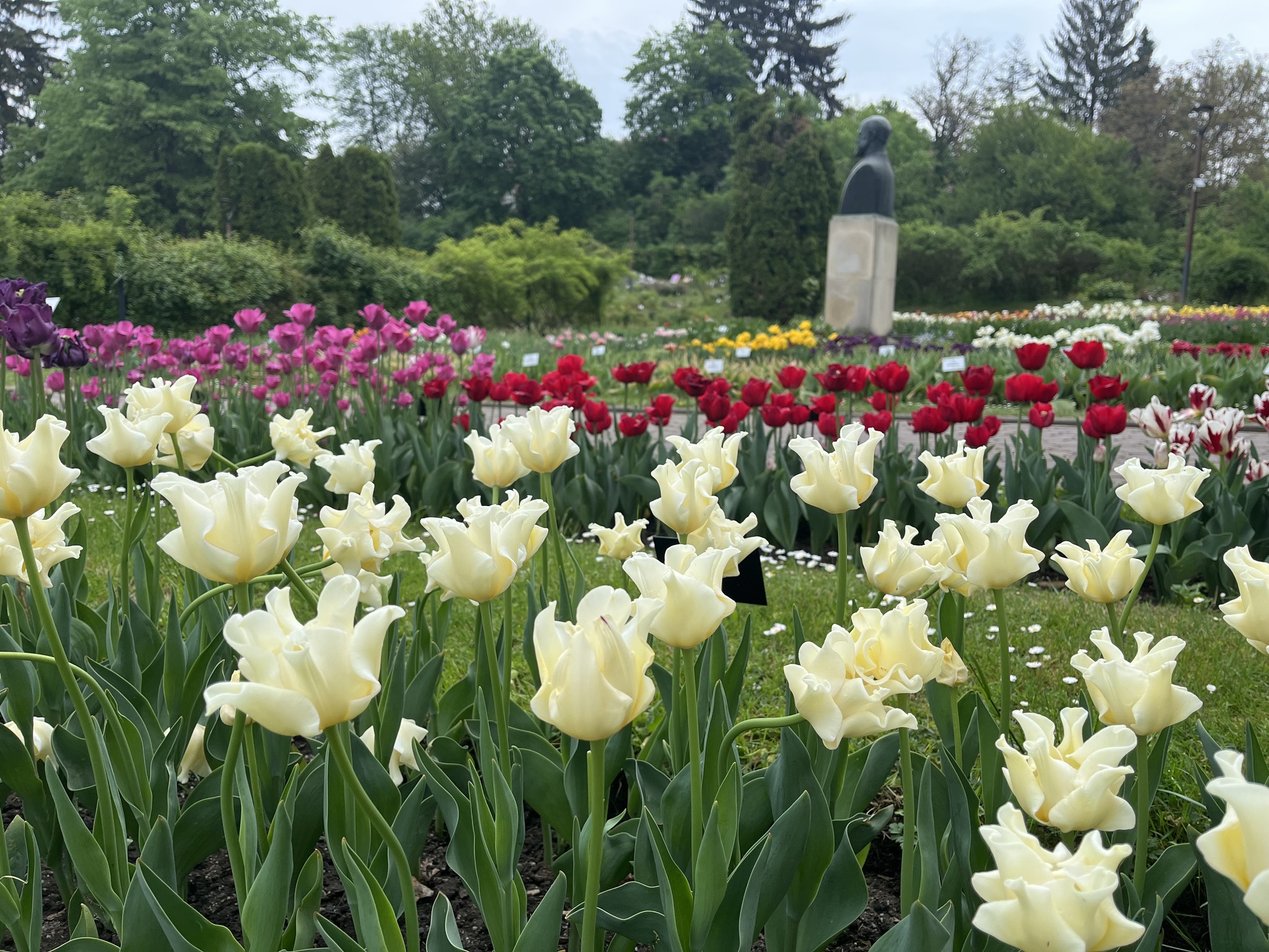 Explozie de culori și parfum la Cluj-Napoca! Florile care îi lasă fără cuvinte pe vizitatorii care trec pragul Grădinii Botanice