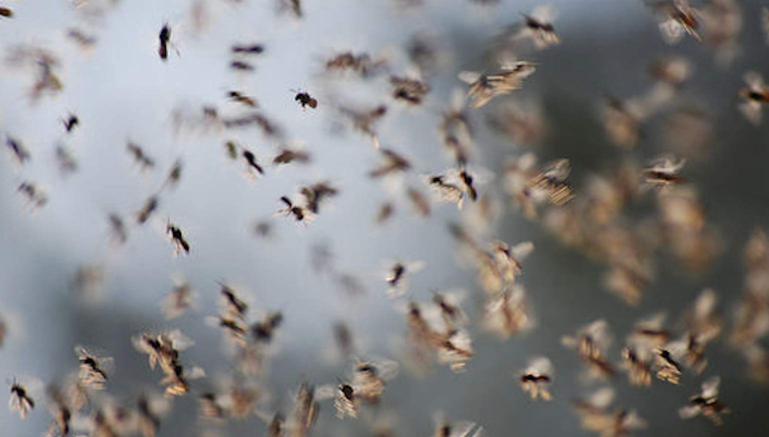 Invazie de insecte într-un cartier din Cluj! Locuitorii acuză că dezinsecțiile au dispărut: „E logic să fim năpădiți de insecte"