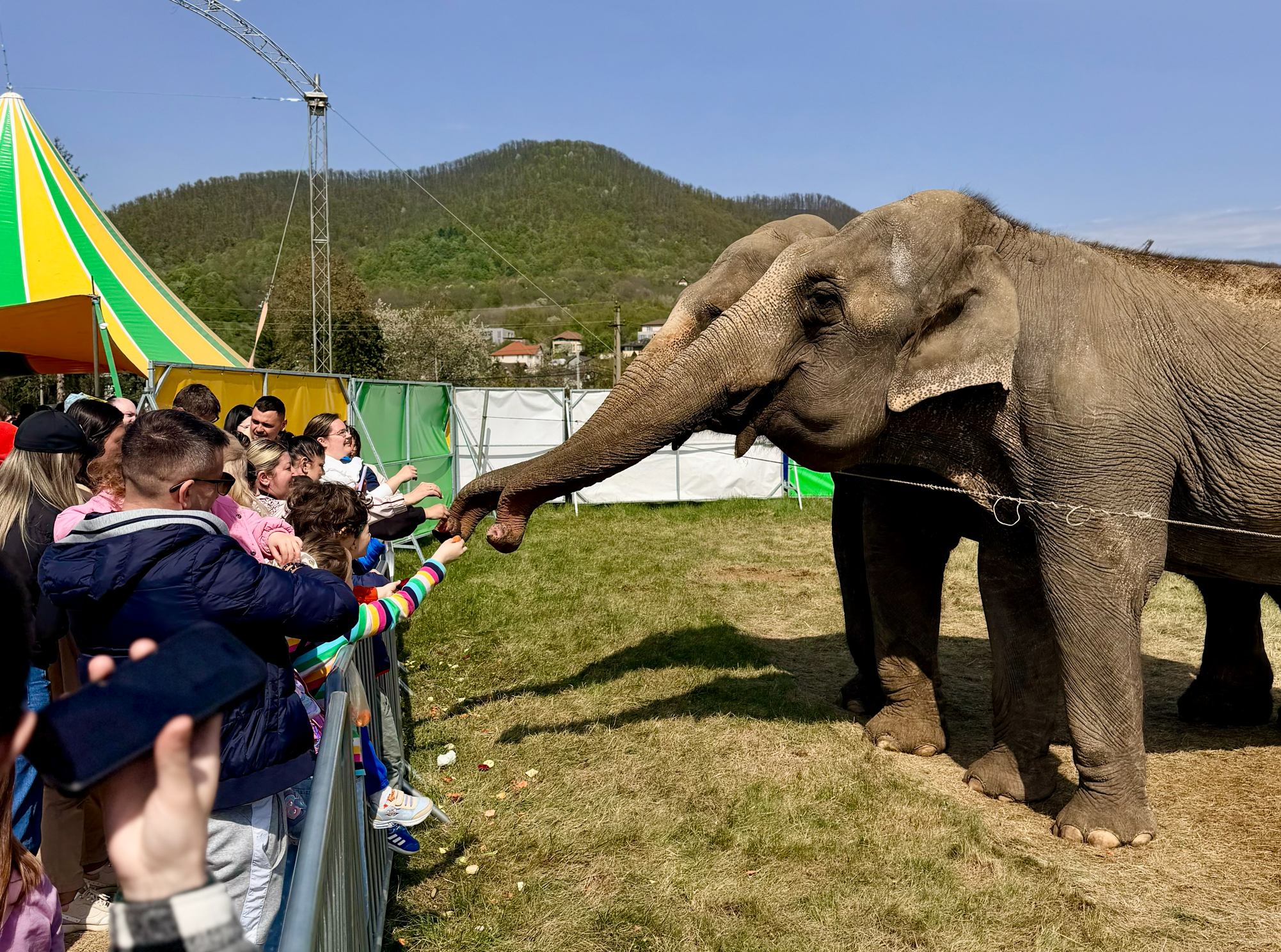 La Cluj, poți să hrănești un elefant adevărat! Zoo Park România revine la Cluj-Napoca cu peste 50 de animale exotice și o experiență unică în România