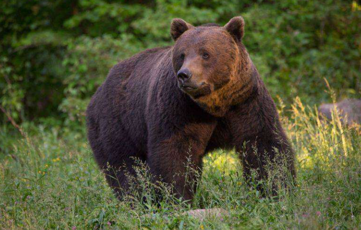Noapte de coșmar! S-au trimis 25 de alerte cu urși într-o singură noapte, iar un animal a fost împușcat. Oamenii sunt îngroziți