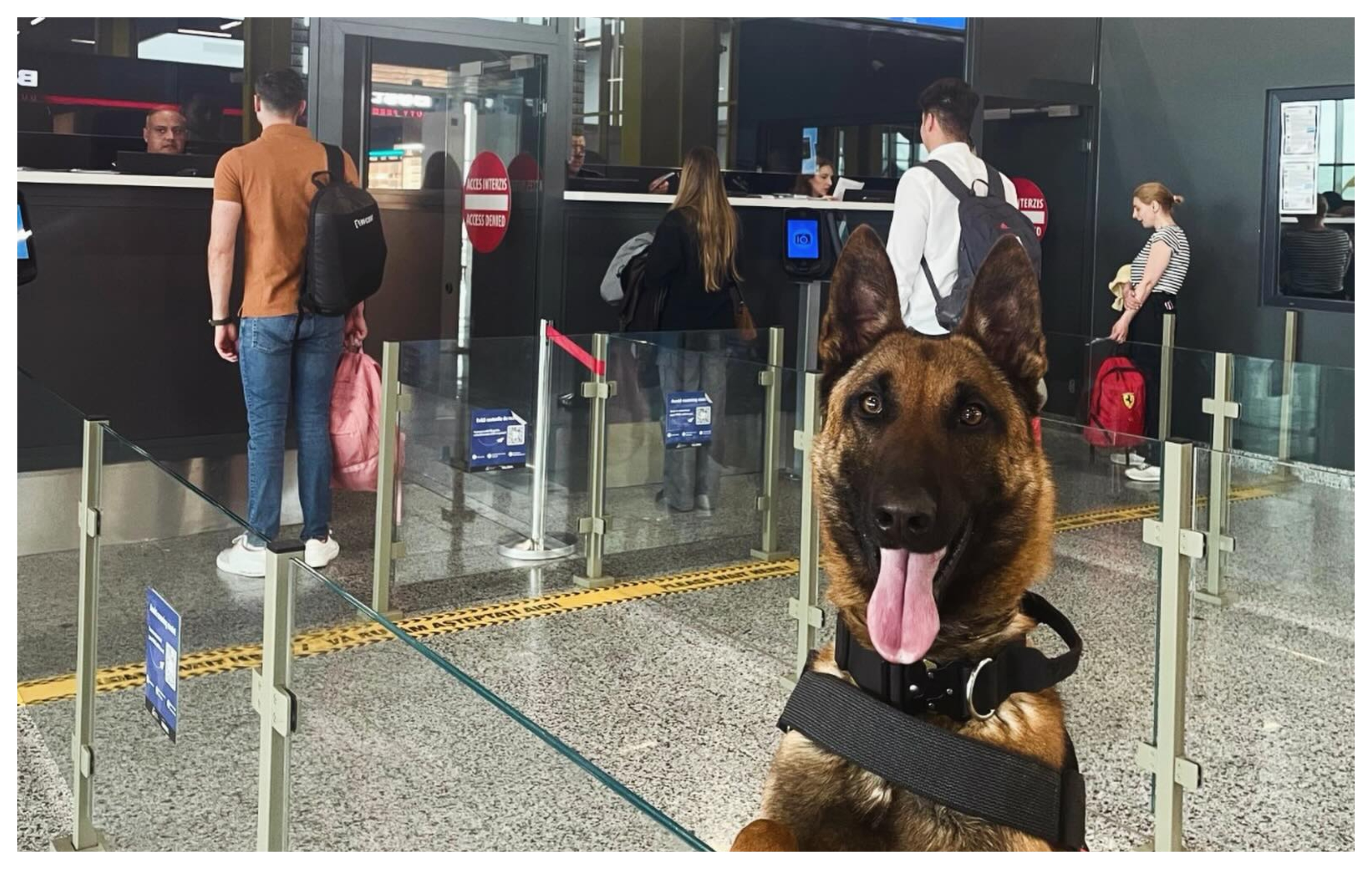 Noul „angajat” de la Aeroportul Internațional „Avram Iancu” Cluj a devenit viral: „Atenție, pasageri!”
