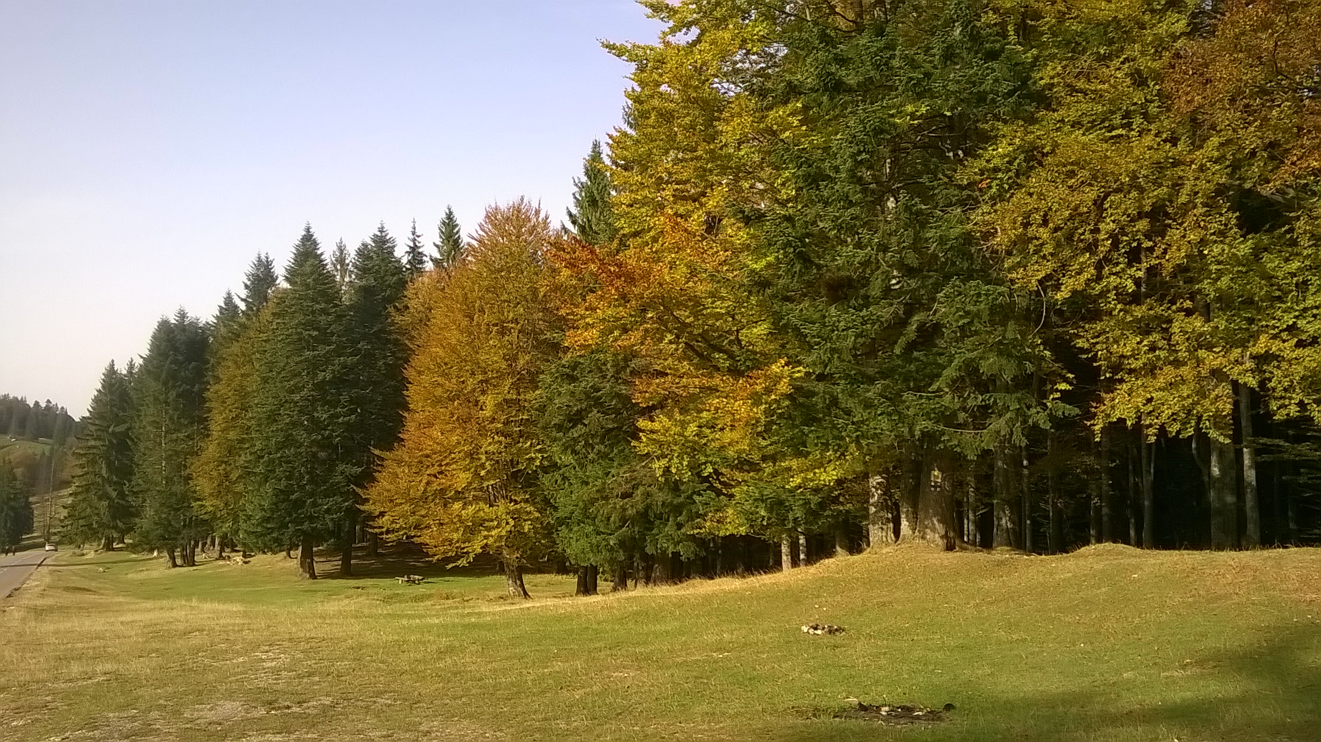 Pădurile României au crescut în 2025, dar lucrările de regenerare s-au prăbușit cu 10%: Ce arată datele oficiale despre fondul forestier național