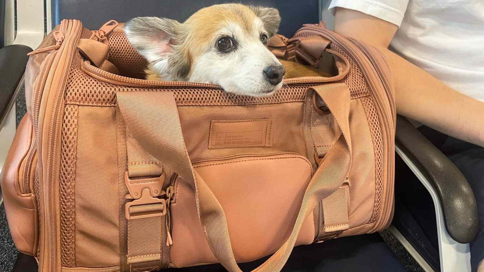 Pleci în vacanță cu animalul de companie? Află regulile stricte din Uniunea Europeană care îți pot da planurile peste cap dacă nu ești pregătit