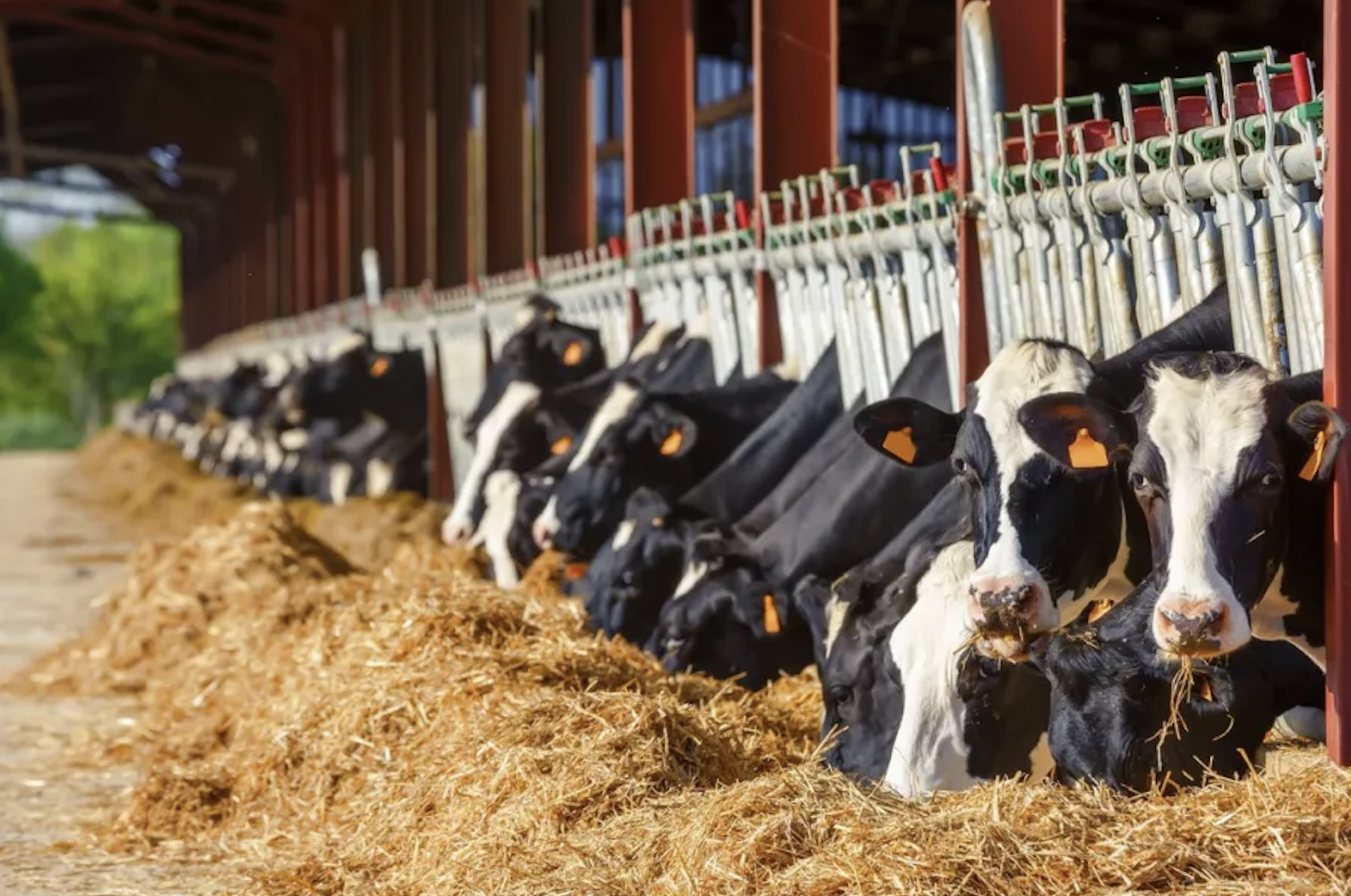 Sacrificările de porci, oi și păsări au crescut în martie 2026. La bovine, situația e alta: scădere față de anul trecut și față de luna trecută