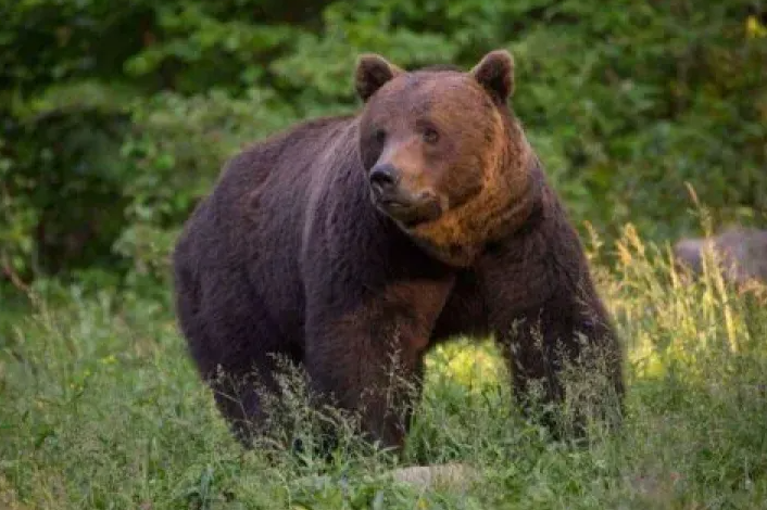 Tragedie cumplită! O femeie de 53 de ani a fost sfâșiată de urs lângă gospodărie