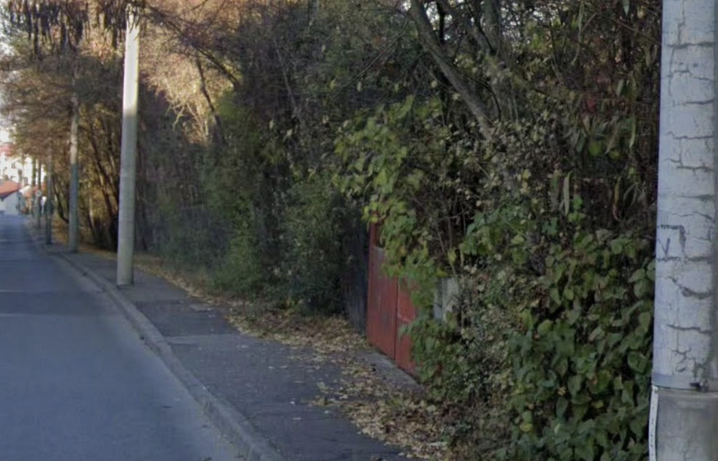 Trotuar „înghițit” de vegetație pe o stradă din Cluj! Pietonii sunt nevoiți să meargă pe carosabil, printre mașini, ca să poată trece