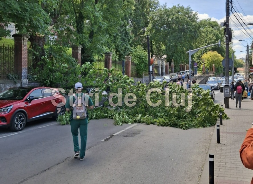 Un copac a căzut peste o mașină chiar ACUM pe strada Clinicilor, din Cluj! Pompierii intervin în aceste momente pentru eliberarea drumului