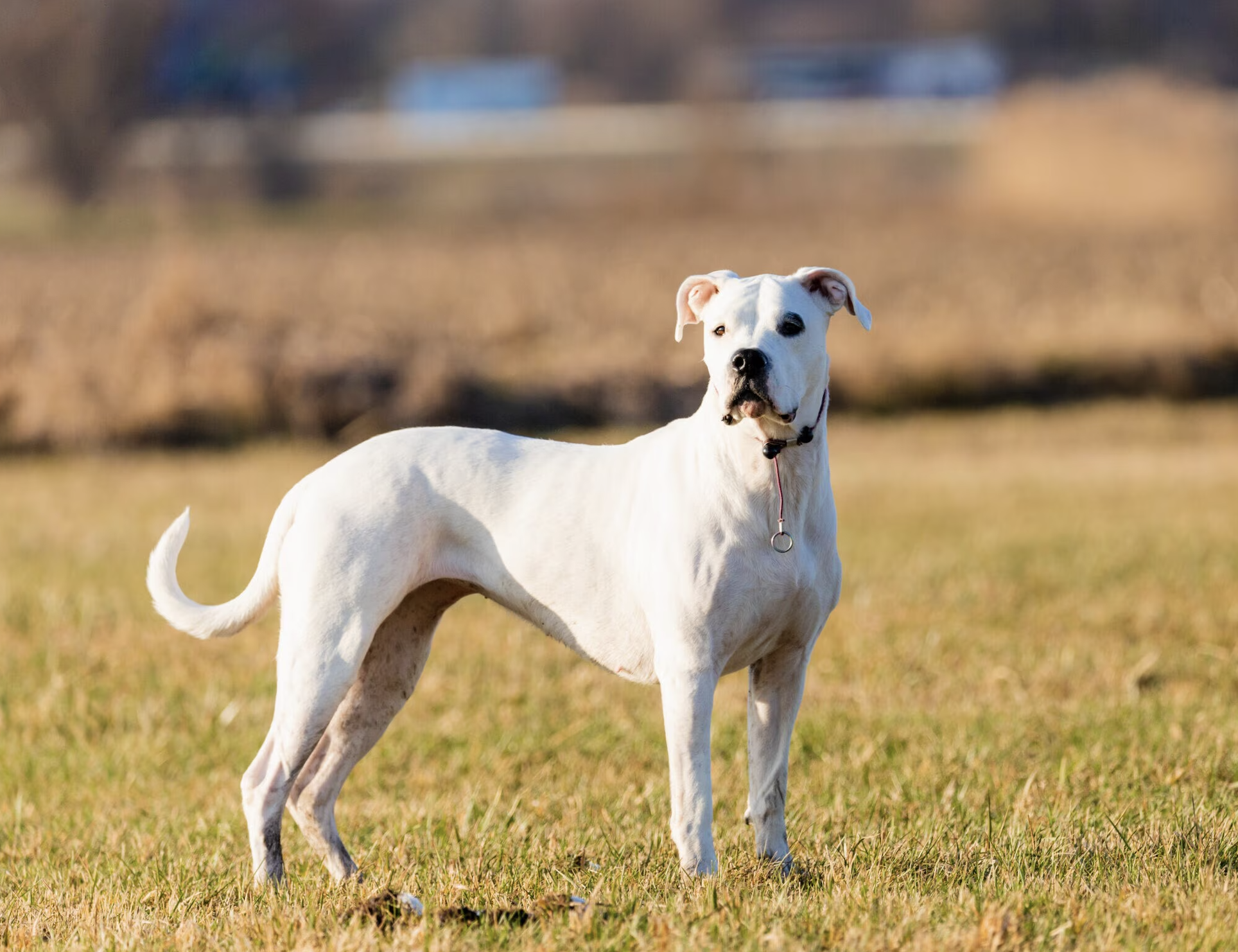 Un dogo argentinian liber pe o stradă din Cluj pentru a doua oară: „Chiar așteptăm să se întâmple o nenorocire și să moară cineva sfâșiat?"
