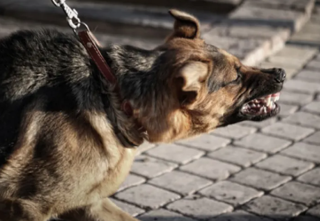 Un polițist a fost mușcat de câine în timpul unei intervenții. Suspectul a fugit în pădure după atac