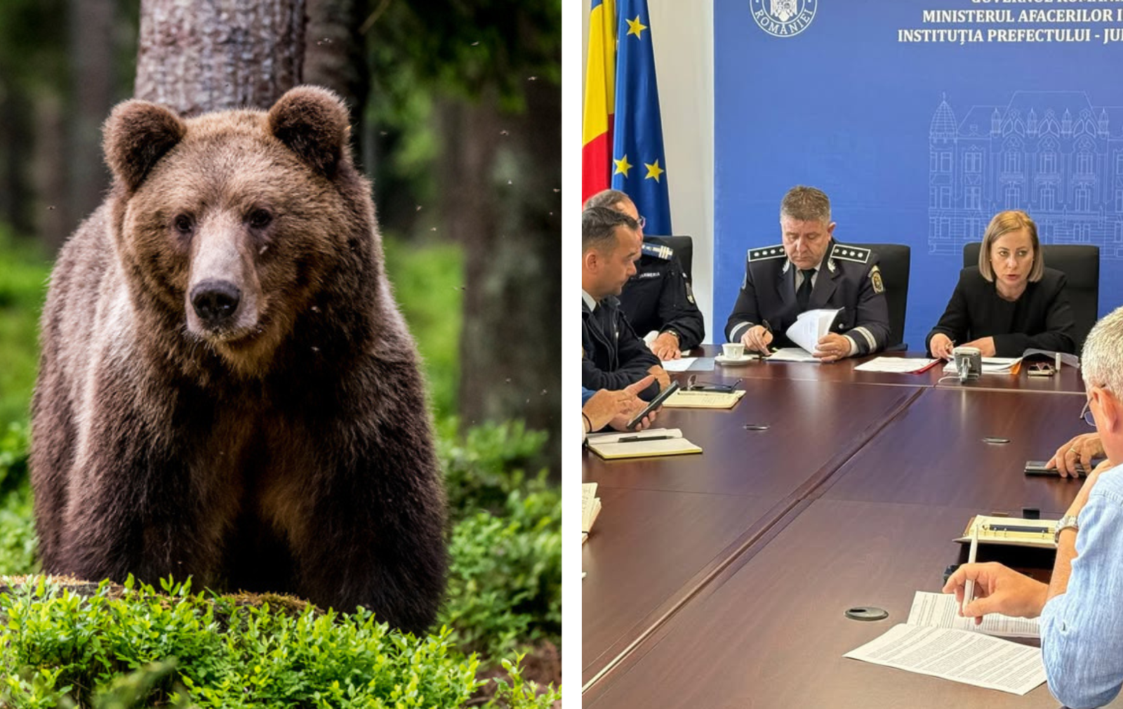 Urșii au pus stăpânire pe județul Cluj! 383 de exemplare și tot mai multe atacuri: Autoritățile recunosc că situația scapă de sub control