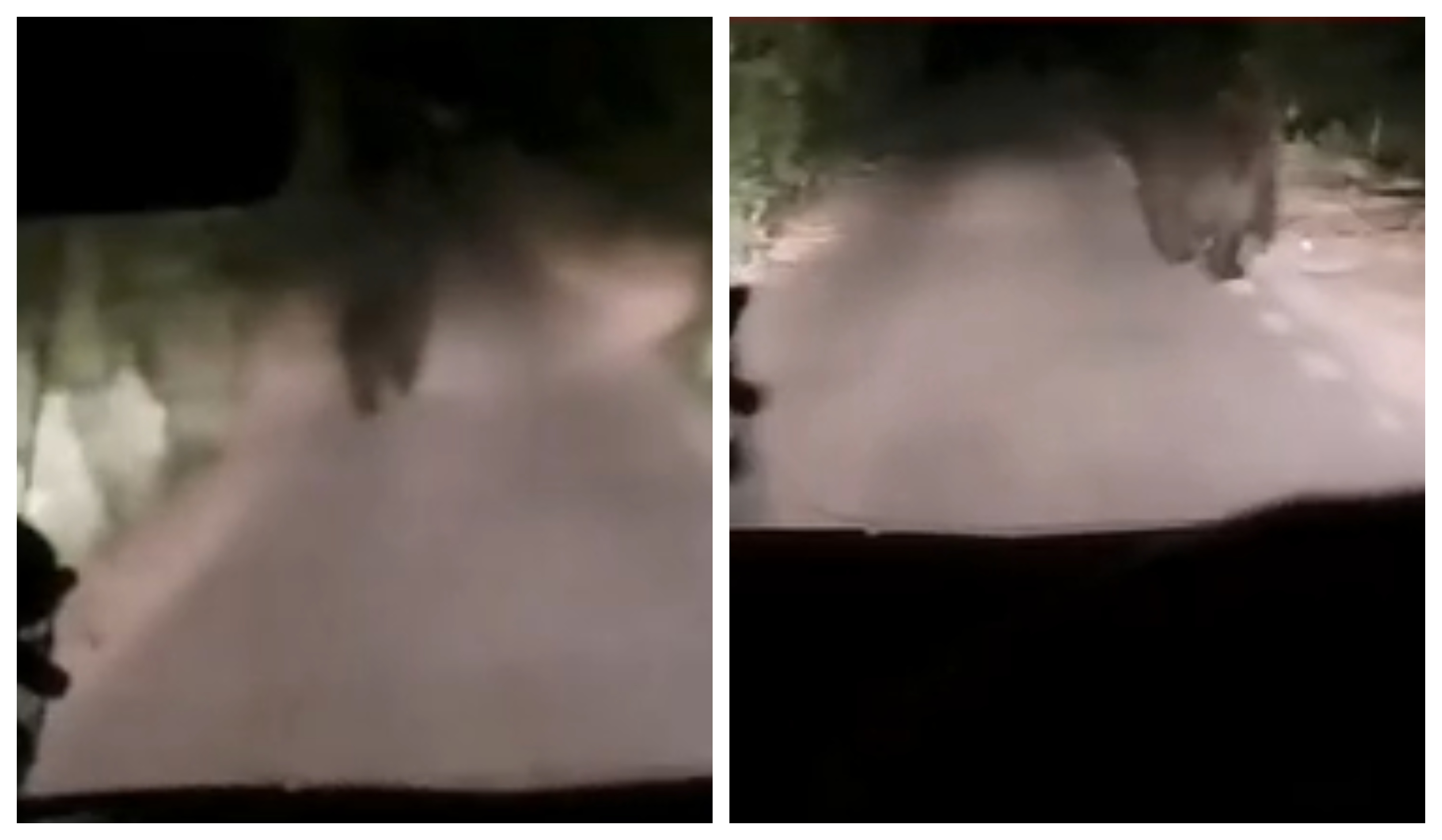 VIDEO. Alertă după apariția unui urs în Cluj! Un șofer s-a trezit față în față cu animalul sălbatic