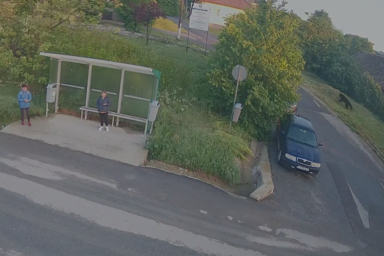 VIDEO. Alertă urs în stația de autobuz de la școala din Dezmir, Cluj: Animalul a fost văzut azi-dimineață. În acel moment erau două persoane în stație!