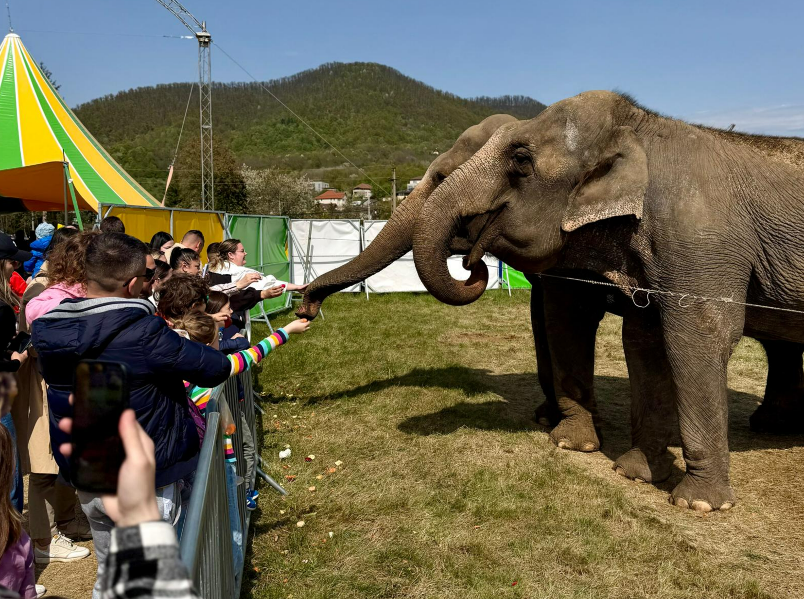VIDEO. Copiii mai pot hrăni la Cluj un elefant adevărat și alte zeci de animale exotice doar câteva zile! Oferă-i copilului amintiri de neuitat la Zoo Park