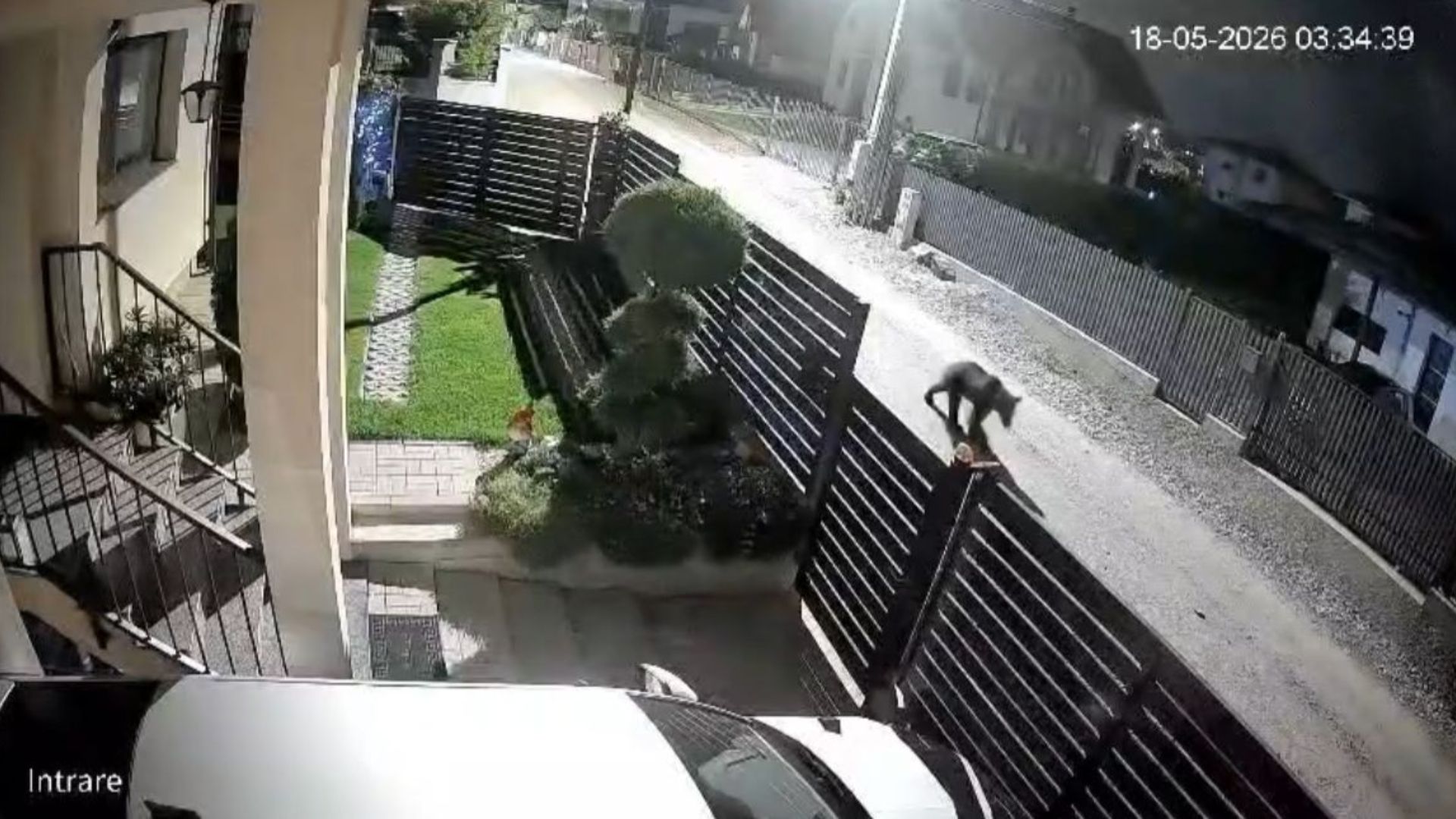 VIDEO. Primărița din Apahida avertizează clujenii în legătură cu ursul care terorizează Dezmirul: Mai multe instituții, alertate de urgență