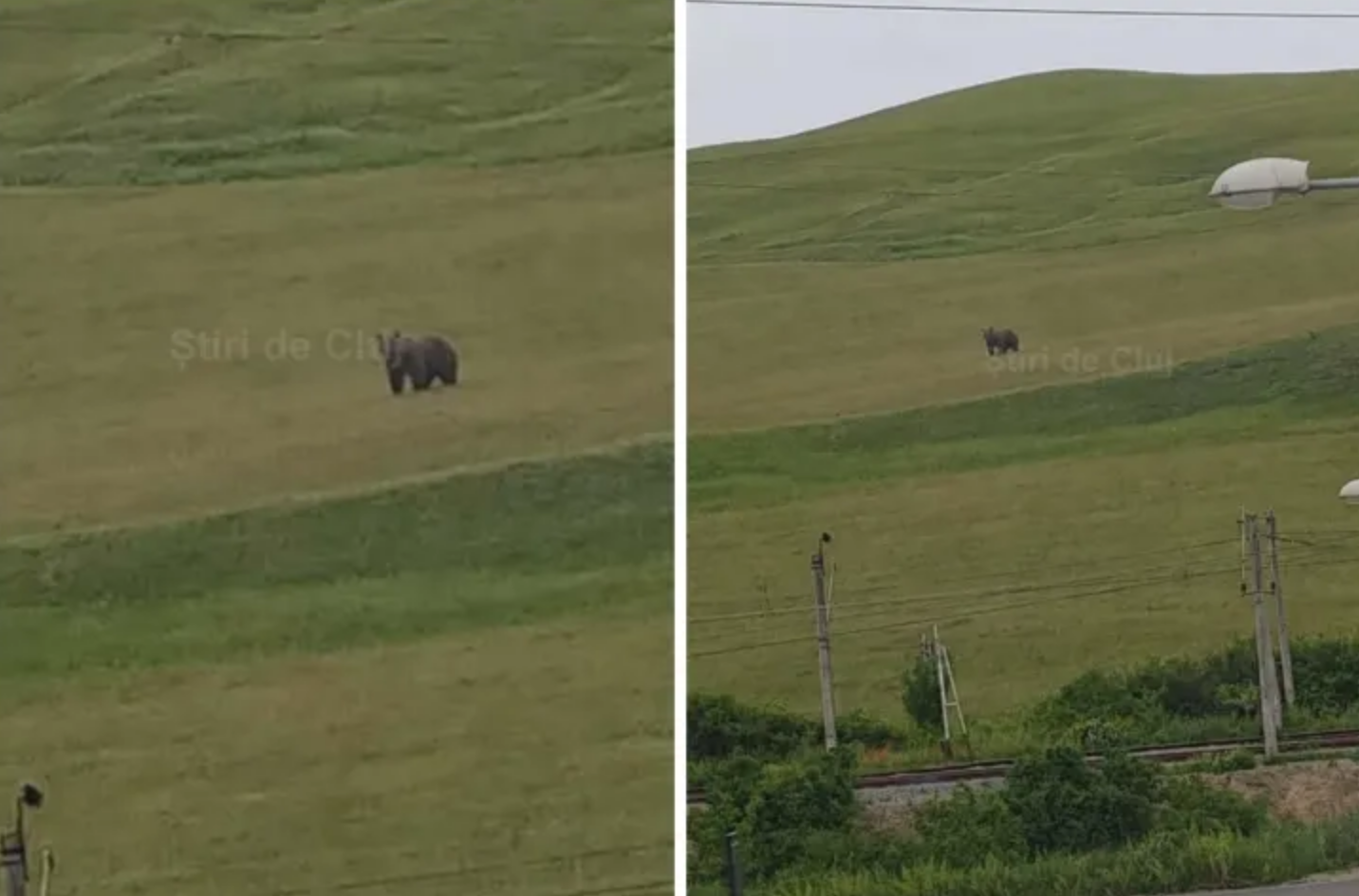 Alertă în Cojocna: Urșii au atacat animalele domestice. Vacile, în pericol la pășunat. Primarul Anca Marcu: „Vom interveni rapid. Viața are prioritate”