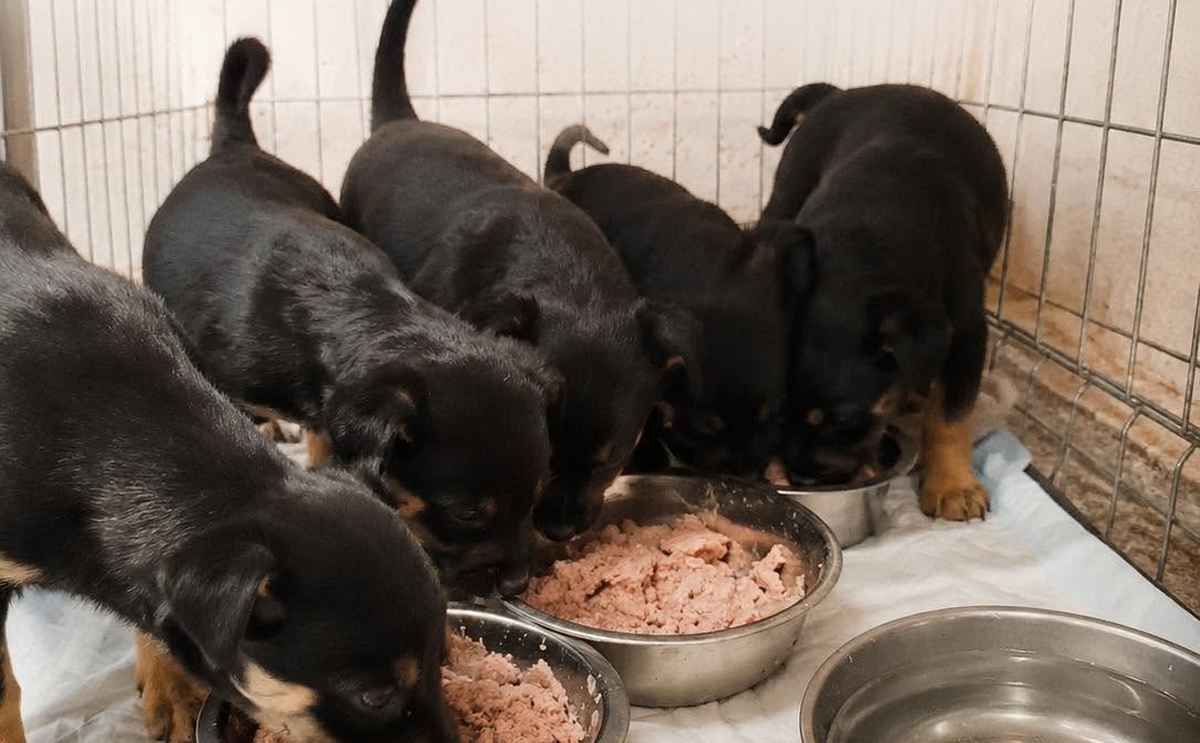 Cinci suflețele nevinovate, abandonate pe un câmp din Cluj la doar 5 săptămâni! Protecția Animalelor: „Săptămânal se repetă același scenariu!"