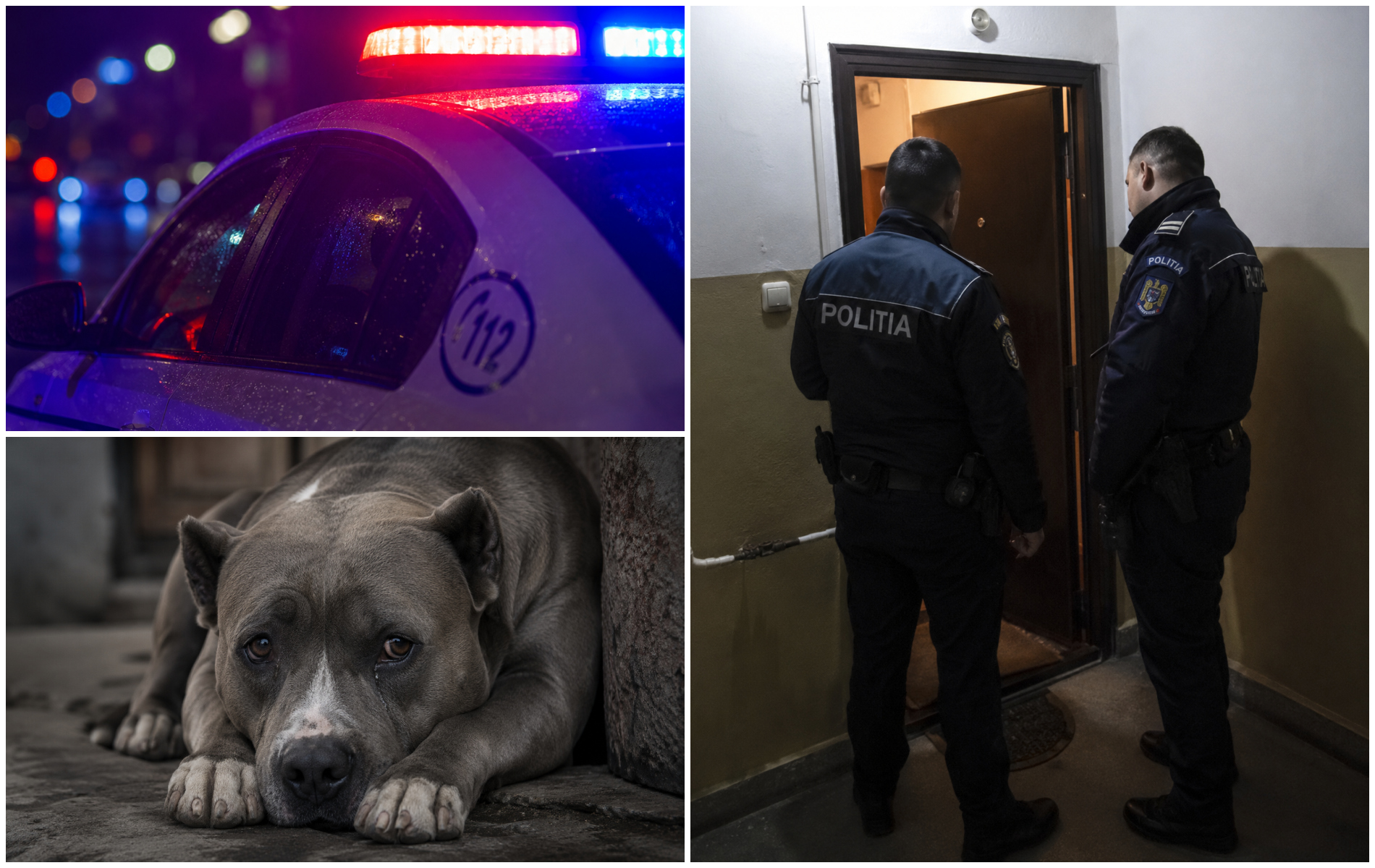 Coșmar continuu pentru zeci de familii din Cluj. Bătăi, gălăgie infernală, acuze de prostituție și un câine chinuit: „Un întreg bloc trăiește în teroare!”