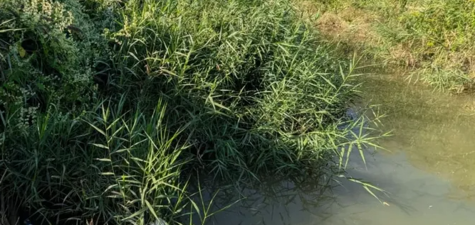 Mizerie și disconfort în Cluj-Napoca! Un pârâu le dă mari bătăi de cap locatarilor: „Favorizează apariția unui număr foarte mare de insecte”