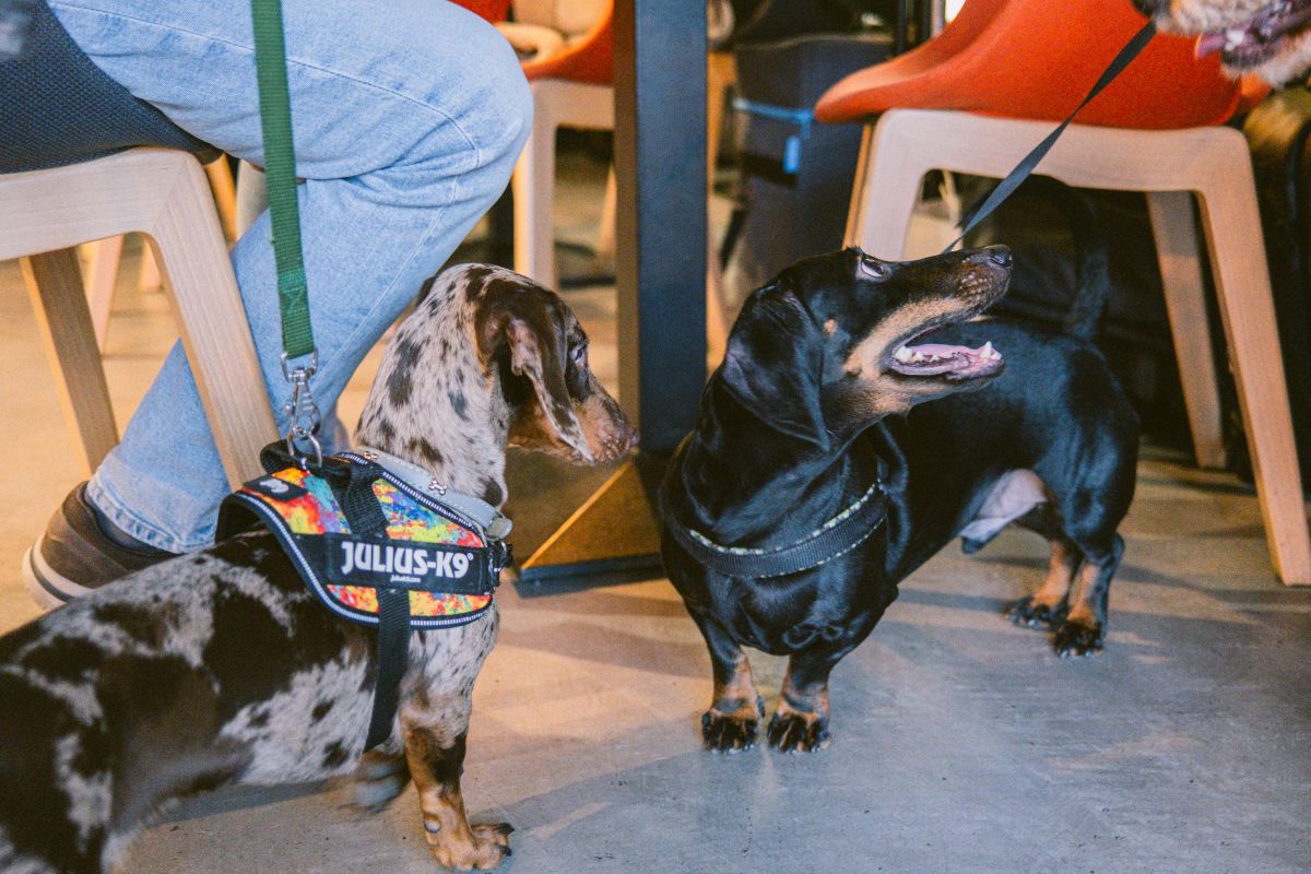 „Paw-vești cu și despre animăluțe”, la Iulius Mall Cluj. Tot ce trebuie să știe stăpânii despre operațiile și recuperarea animalelor, direct de la experți