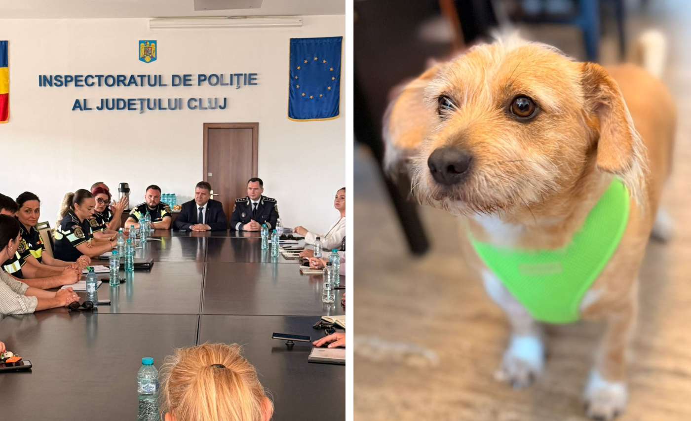 Poliția clujeană pune piciorul în prag pentru câini: Întâlnire cu ONG-urile și veterinarii, urmează acțiuni pe teren pentru proprietarii care ignoră legea