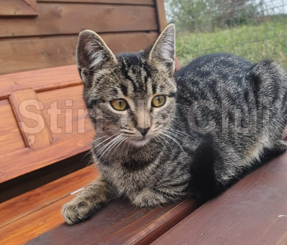 Pompierii clujeni au salvat o pisicuță dispărută de 11 zile, prinsă între pereții unui depozit. Stăpâna, în lacrimi:„Nu am cuvinte destule să le mulțumesc”