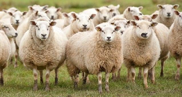 România, lider european la exportul de ovine, pe muchie de cuțit: un focar din Mureș poate distruge afaceri de sute de milioane de euro