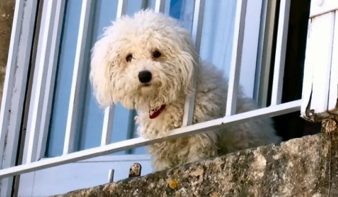 Un câine lăsat singur într-un apartament din Cluj-Napoca îi îngrijorează pe vecini. În fiecare zi se aude cum plânge: „Efectiv urlă” VIDEO