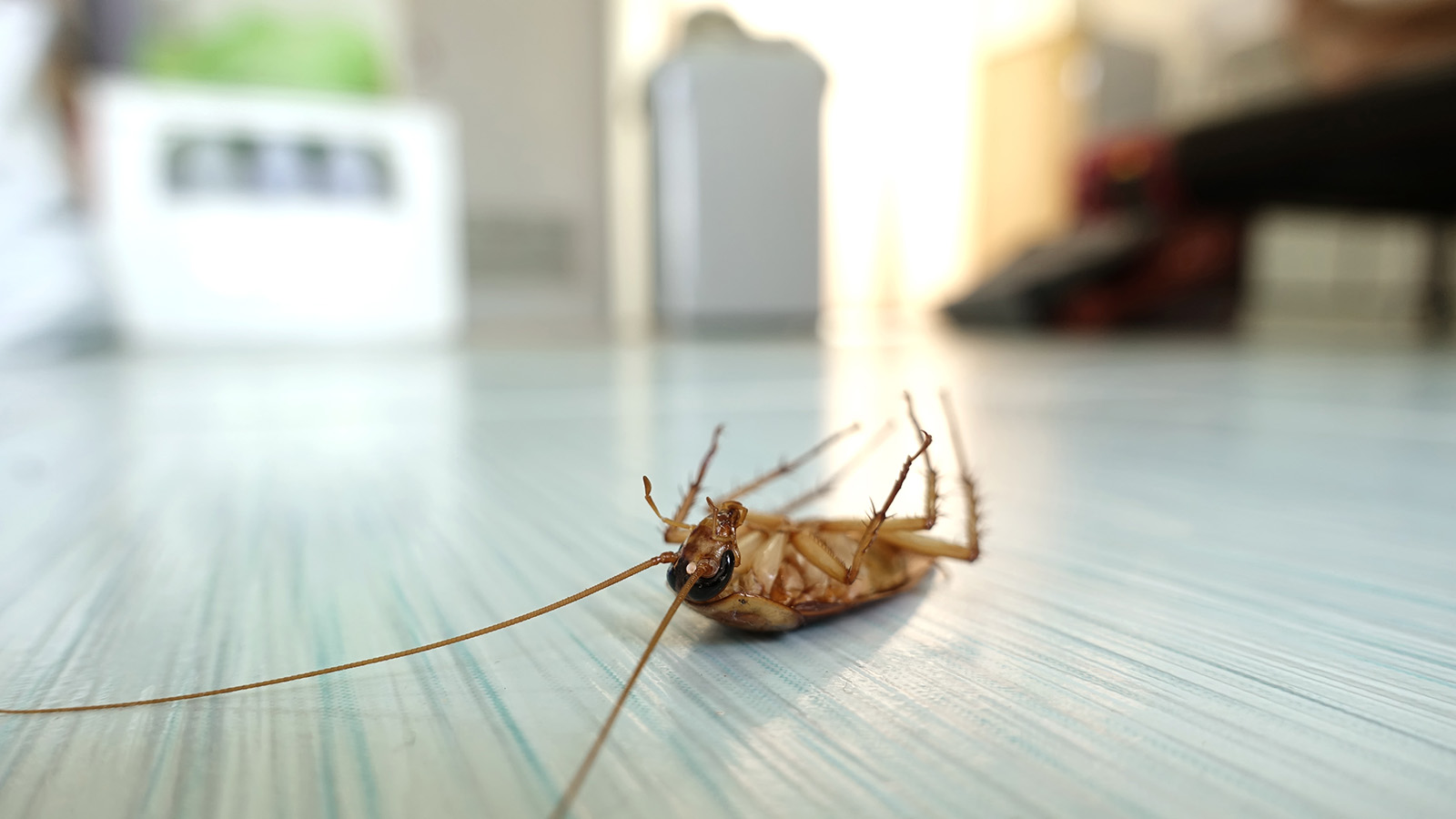 Un clujean a trăit un coșmar continuu în două chirii diferite! A scăpat de o infestație de gândaci și a dat de alta: „Am plătit trei dezinsecții”