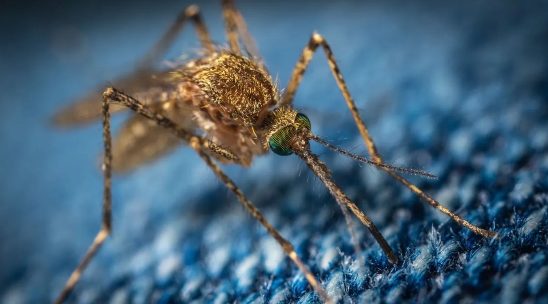 Un oraș a decis să sterilizeze țânțarii. Metoda ar putea revoluționa modul în care oamenii scapă de insectele nedorite, fără a folosi pesticid toxic