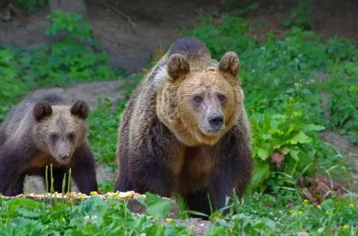 Un urs a fost împușcat, după ce a atacat un turist elvețian! Autoritățile au intervenit de urgență