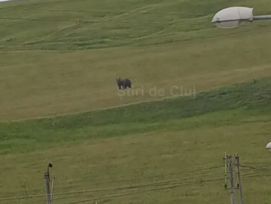 VIDEO. Avertisment: Un urs a atacat la o stână din Cojocna, județul Cluj și a ucis un câine. Autoritățile sunt în alertă