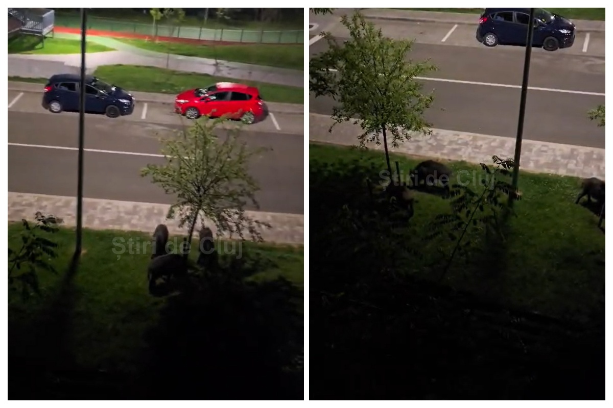 VIDEO. Cinci mistreți, surprinși la „ora de sport” în Baza Sportivă Florești, Cluj: „Schimbul de noapte. Nici la miezul nopții nu se opresc antrenamentele”