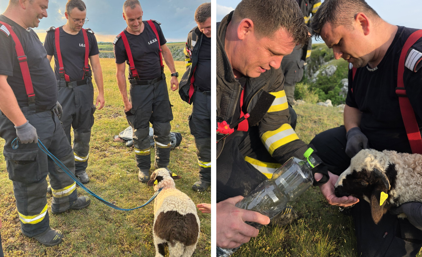 VIDEO. Final fericit: Un miel pierdut de turmă, salvat de pompierii clujeni după ce au coborât într-o râpă de 20 de metri în Cheile Turenilor