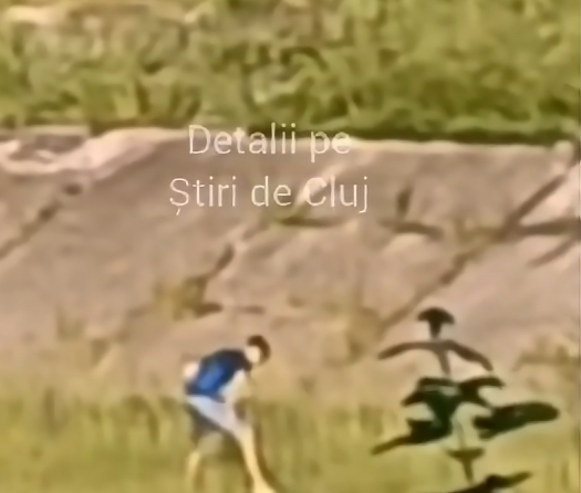 VIDEO. Scenă șocantă: Adolescent de 17 ani filmat lovindu-și câinele cu brutalitate, cu picioarele. Scuza lui: Era nervos că trecătorii l-au atenționat!