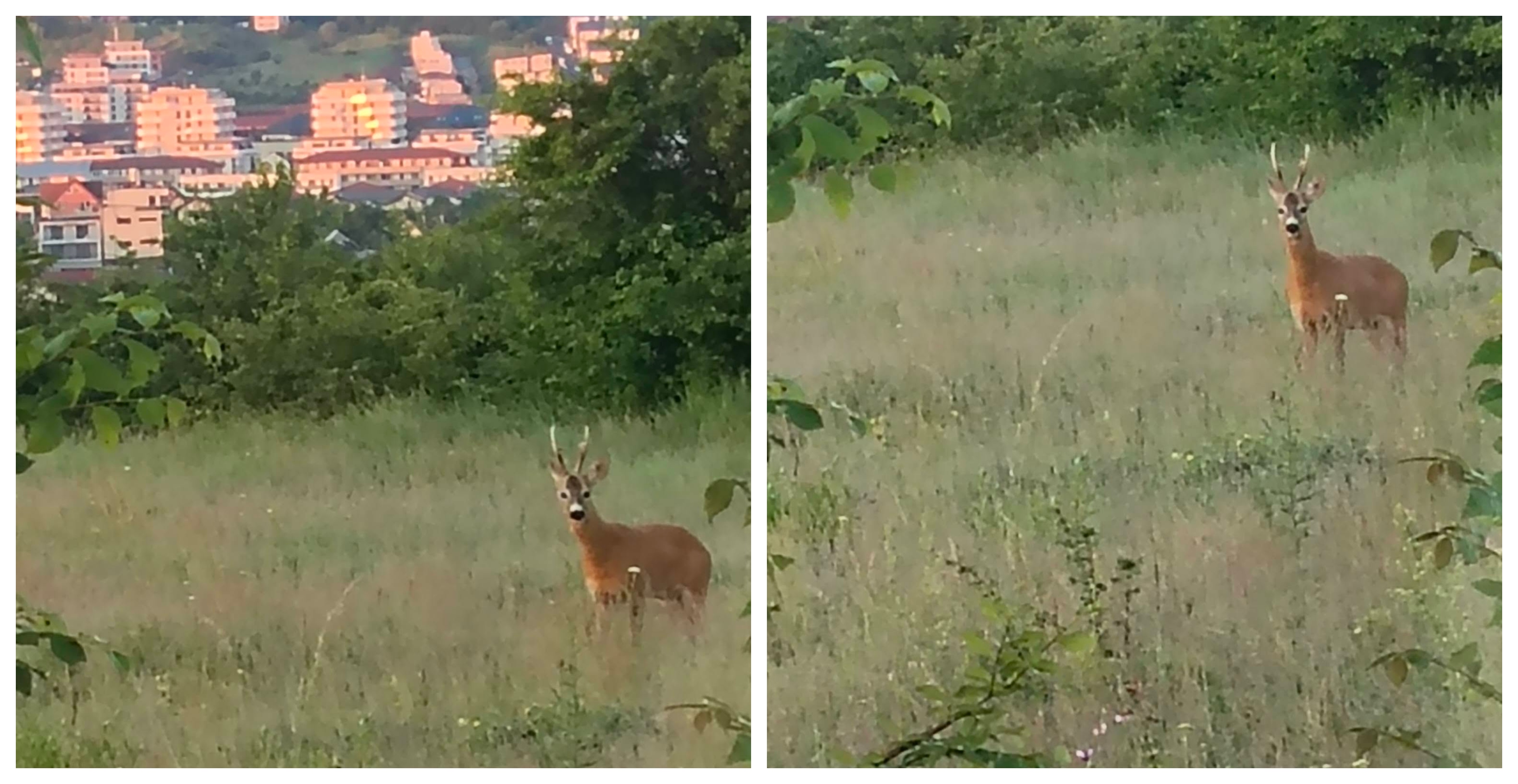 Vizitator surpriză în Florești! Un căprior și-a făcut apariția în pădure la primele ore ale dimineții
