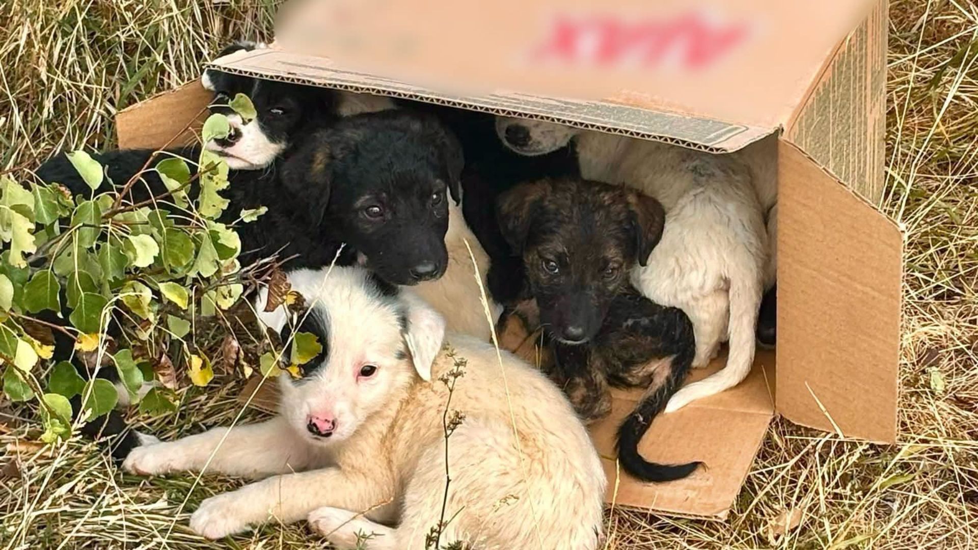 Gestul care a salvat 8 suflete în Cluj! Doi tineri au găsit cățelușii abandonați într-o cutie de carton și au sunat la Poliție: Ce s-a întâmplat cu ei