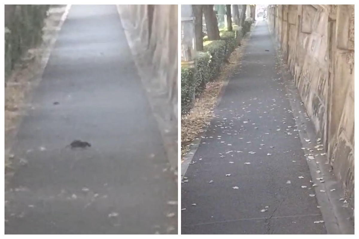 VIDEO. Șobolani chiar lângă Gara din Cluj: „Am trecut de două ori azi pe la Gară. Am mers, erau. M-am întors, erau tot acolo. Atunci am filmat”